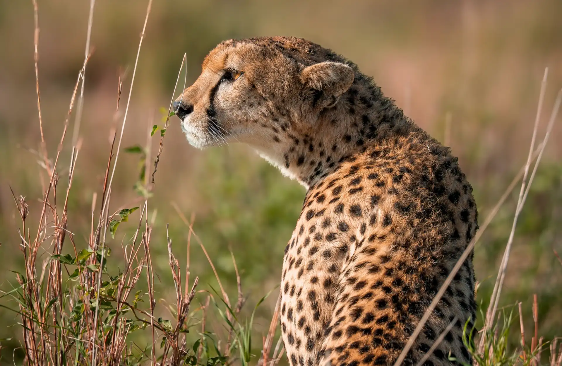 Tanzania Safari Tour