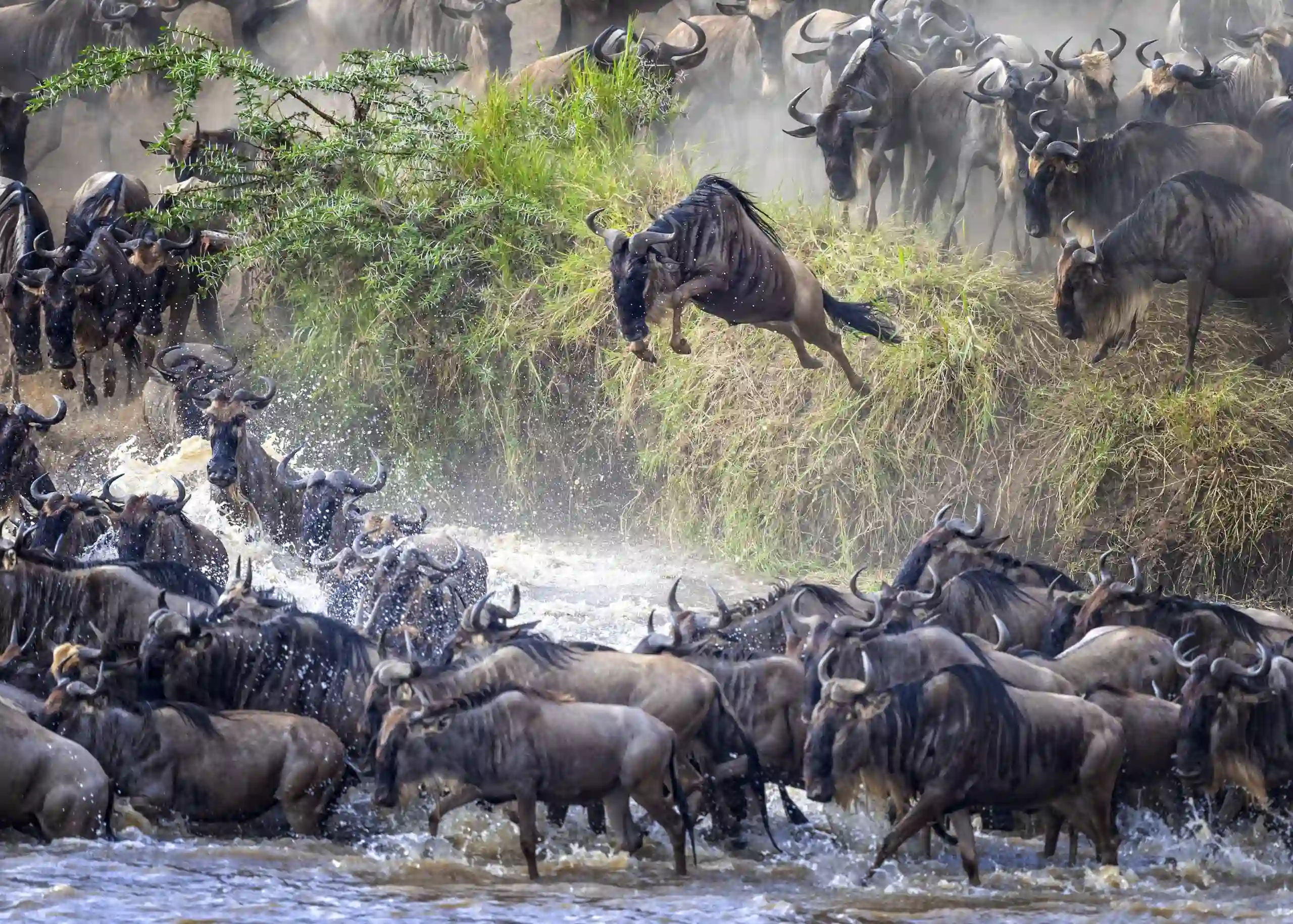 Tanzania Safari Destination